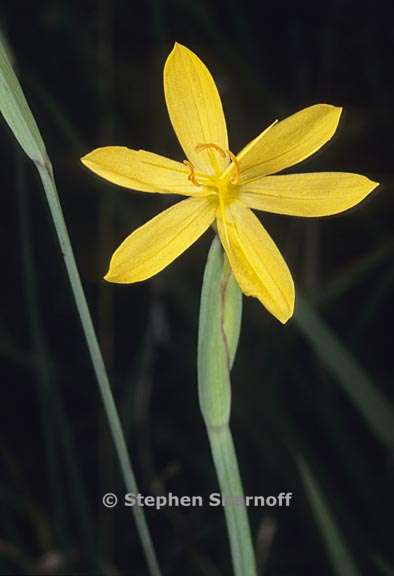 sisyrinchium elmeri 3 graphic